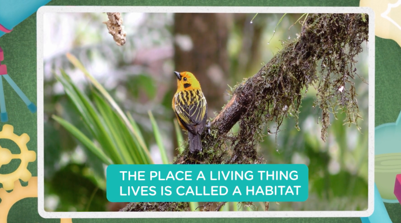 A habitat is a home to a living thing and animal. Learn more about animal habitats in world animal day science lessons & activities for grades K-8. 