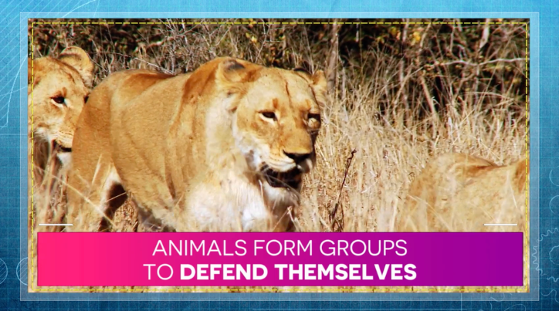 Do lions form in groups or work solo? Learn more in world animal day science lessons & activities for grades K-8. 