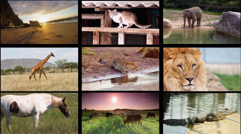 Want to try a 15 minute classroom activity? Check out world animal day science lessons & activities for grades K-8. 