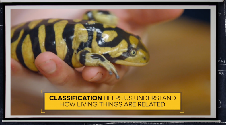 Classification helps us understand how living things are related. Learn more about animal classification in world animal day science lessons & activities for grades K-8. 